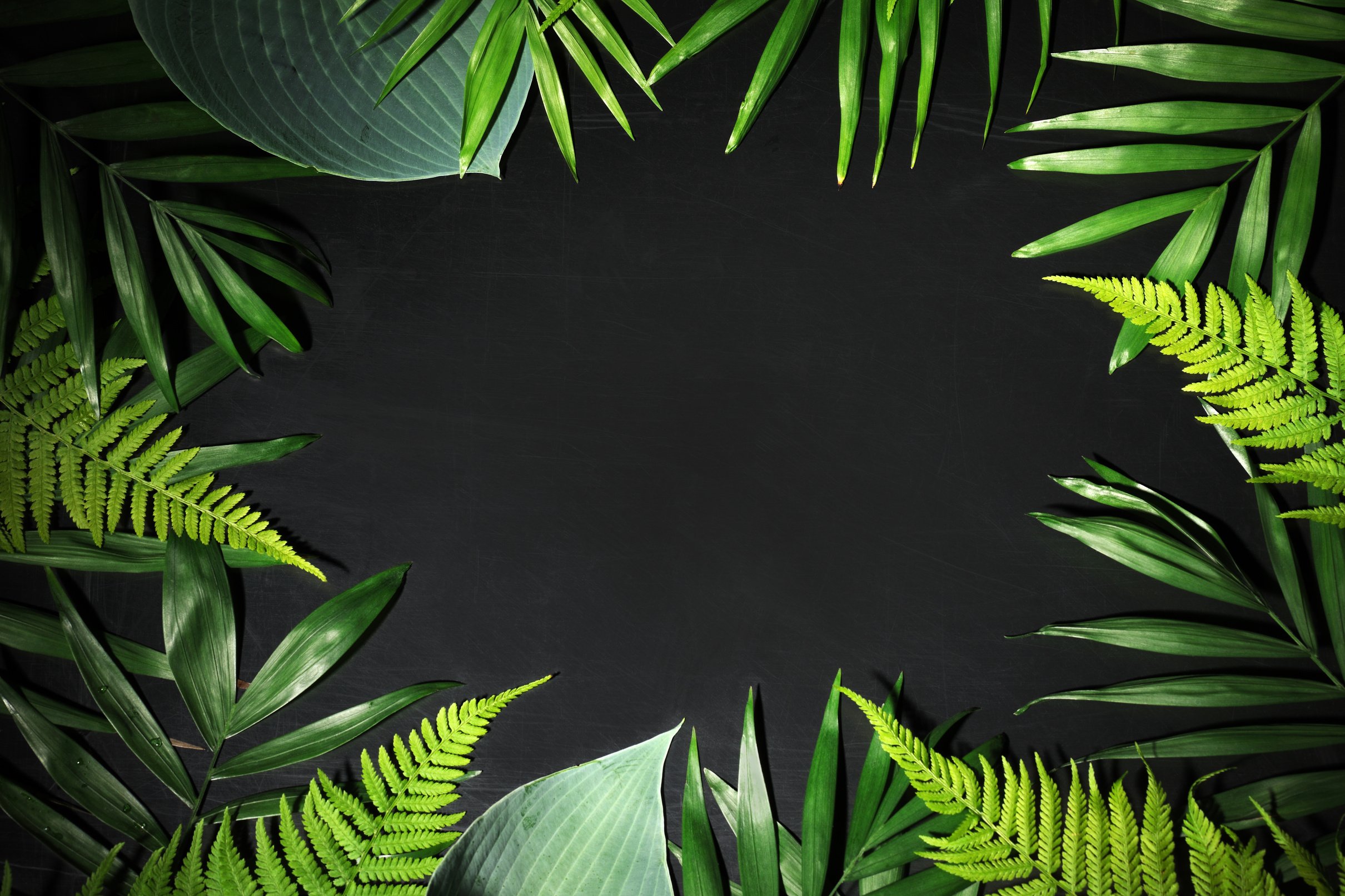 Tropical Leaves Background